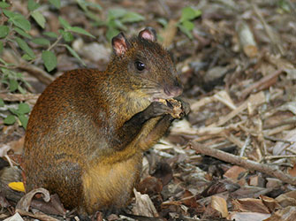 Costa Rican mammals love our gardens...