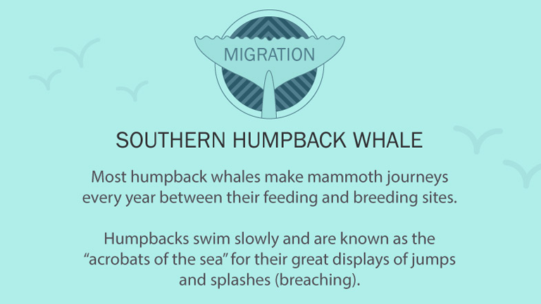 Humpback Whale migration facts