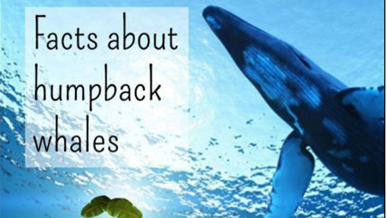 Facts About Humpback Whales